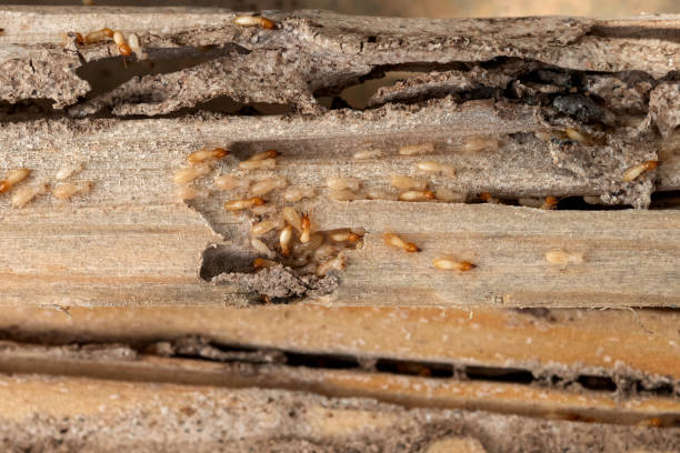 Reliable Columbia, SC Pest Control Solutions